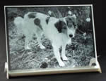 Hund 3D Modell Hund 3D Modell