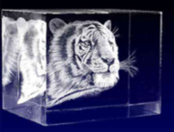 Natur / Tiere Reality Art (NEU)